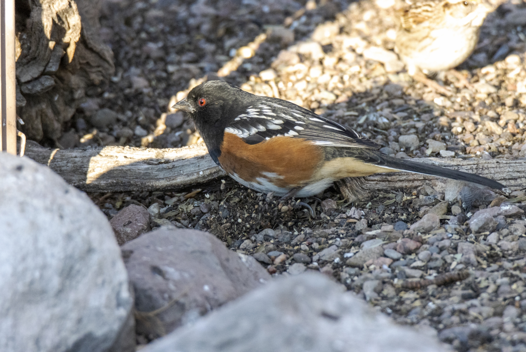 Spotted Towhee, Bosque del Apache National Wildlife Refuge, New Mexico